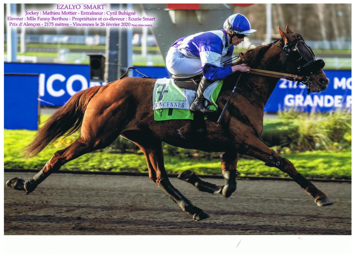 SamSmart53's tweet image. Il est pas beau notre champion ? EZALYO SMART lors de ces 2 magistrales victoires de cette fin de meeting 19/20.
#EcurieSmart #Princegédé @ChrisitsTROT #horseracing @LeTrot @vhpofficiel @MathieuMottier #trotteur