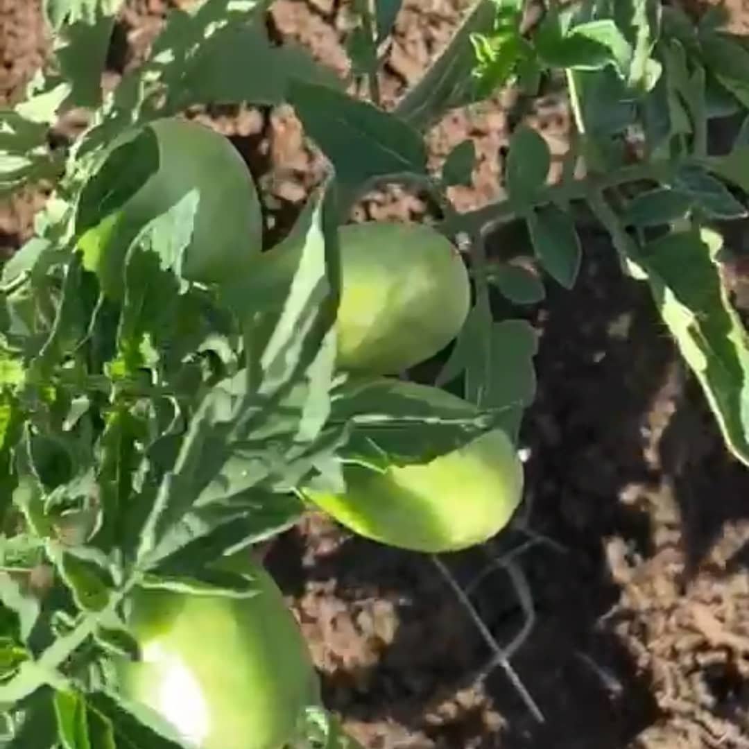 HumweFarms's tweet photo. The biggest misconception in farming is waiting for optimum conditions. Arm yourself with critical knowledge and  information then start as you go. Here is our very first planting of Tenguru Tomatoes.... https://t.co/Grq2rNnv8m