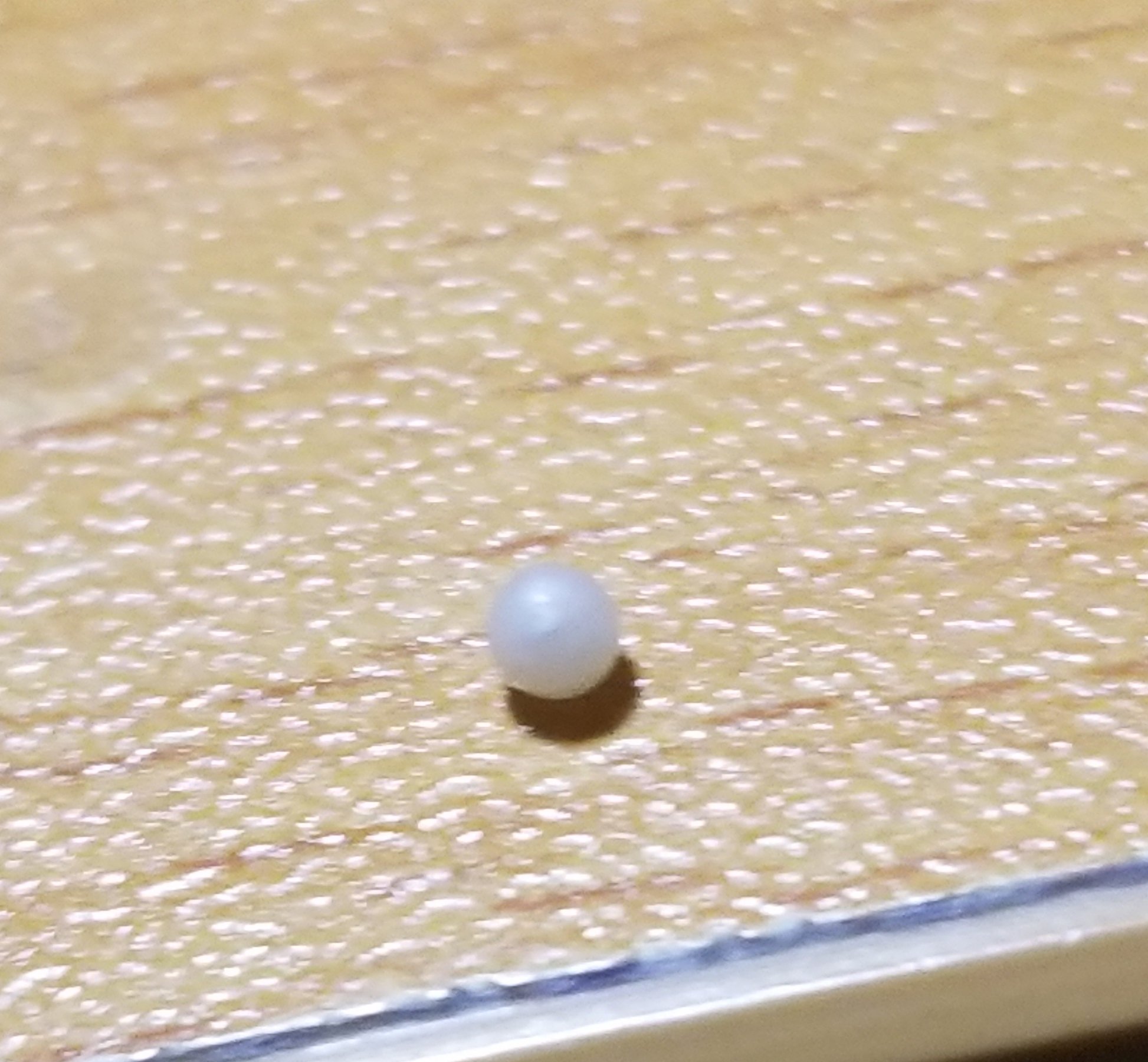 スキャロップパール ほたて 気味が悪い スキャロップパール ほたて 気味が悪い