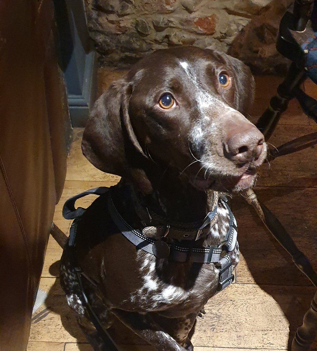 Leonard our dog of the week <a href="/oakesbarn/">Oakes Barn Partners</a> <a href="/Dogfriendlybse/">DogFriendlyBSE</a> <a href="/ourburysteds/">Our Bury St Edmunds</a> #dogfriendly #lovelocal #dogwalking #dogfriendlypub #handsome