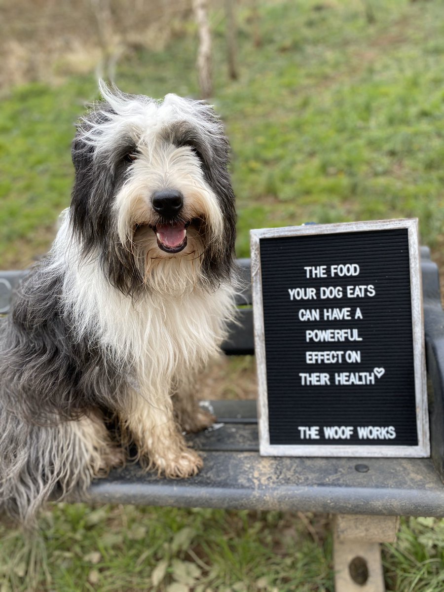 The food your dog eats can have a powerful effect on their health and well-being. Good foods can have powerful positive effects but bad foods can have serious negative effects. Signs your dog needs better foods inc bad breath, itching, ear problems #dogs #doghealth #dogfood