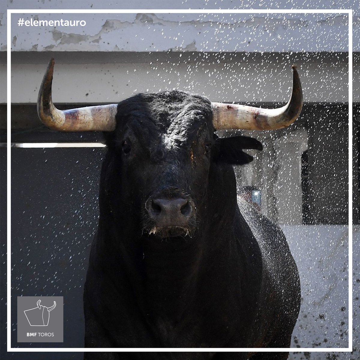 BMFtoros's tweet photo. 🖍 #Elementauro ➡️ ¡HENDIDO! 🌟
¿Sabéis que ganaderías los señalan así?
#Toros #Tauromaquia #NoMeToquesLosToros #Arte #Cultura https://t.co/EZpLKmuUan