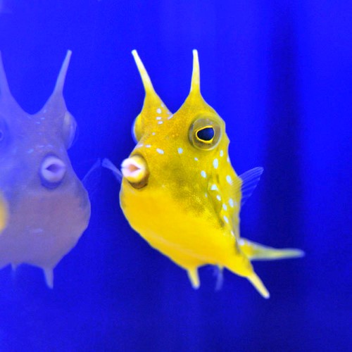 L'Acquario, nel rispetto delle disposizioni delle autorità, resterà chiuso fino al 3 aprile.
In attesa che questo difficile momento passi, vi terremo informati sulle novità che stiamo preparando per regalarvi una visita ancora più avvincente!
#iorestoacasa
bit.ly/39EfMJD