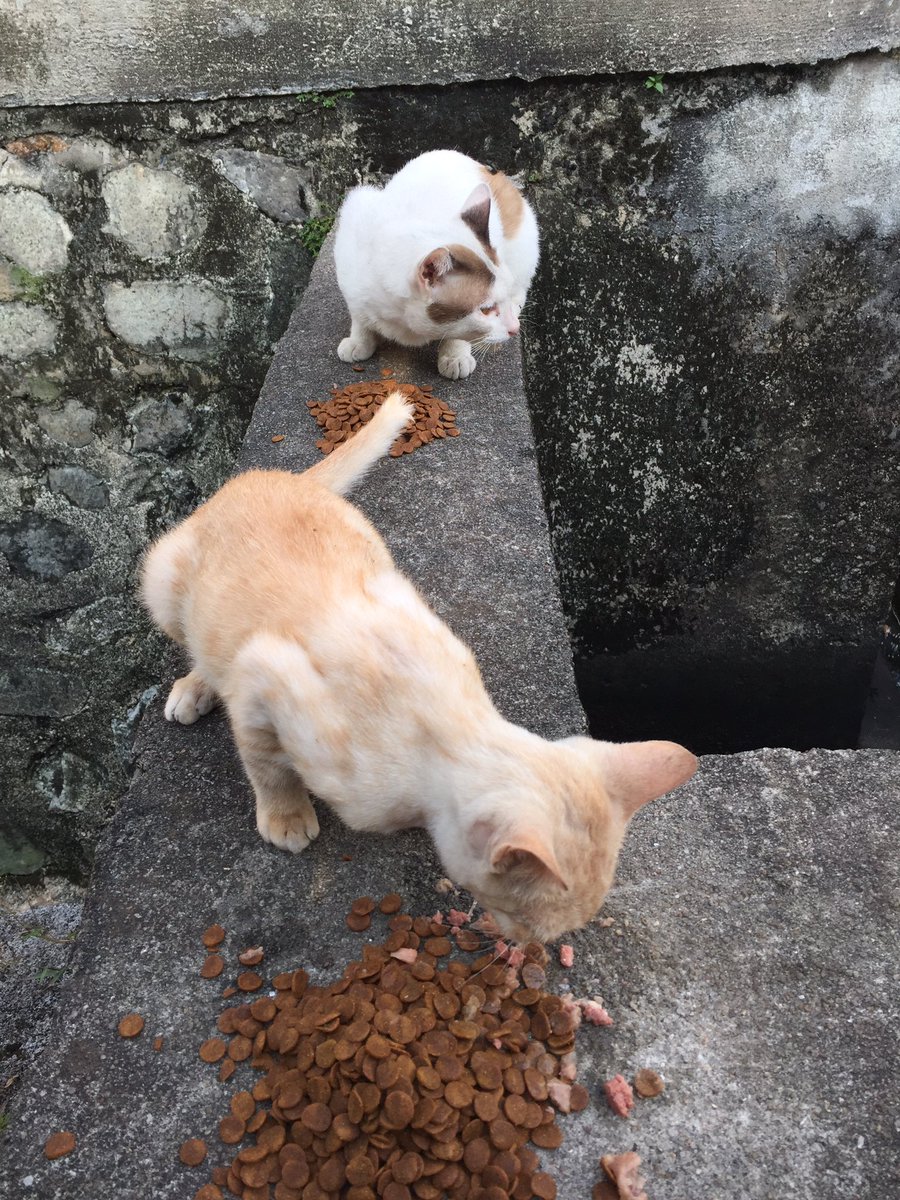 meeayusri's tweet photo. My kind of therapy 🥰 #kucingkindness https://t.co/2eEGZnngWM