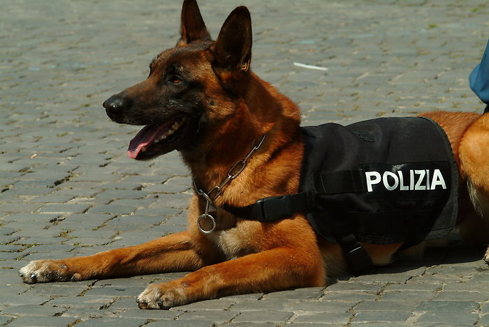 I cani poliziotto (e non solo) hanno ottenuto una sorta di pensione. Ne parliamo nel nostro blog. #cane #polizia #vigilidelfuoco #pensione …nicaveterinariagransasso.blogspot.com/2020/03/pensio…