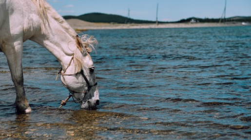 stepupdotnet's tweet photo. blindspotting: the horse and water problem... - https://t.co/qzDe9LJw8W

Proven systems only work when people follow them. Culture and systems work together to generate results. #culturedesign https://t.co/x1hoEXeovy