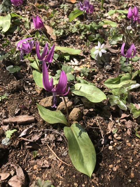 タネのタキイ通販 公式 今日の誕生花 ３月２４日は カタクリ です 花言葉 初恋 嫉妬 誕生花 花言葉 カタクリ