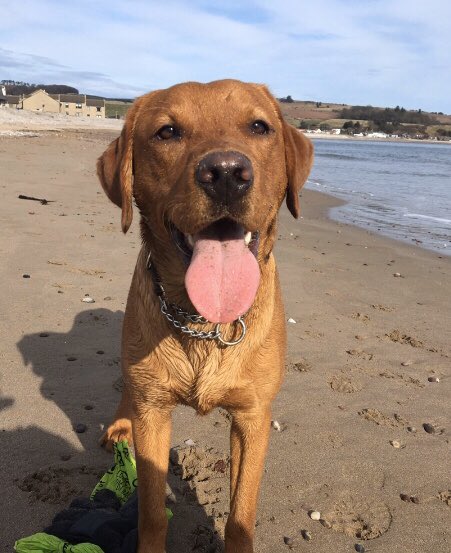 Happy #TongueOutTuesday - a perfect day for a great walk &amp; picking up a few bits of litter. 16,000 dog owners. So simple, so effective! 😉🐾 #2minutebeachclean #dogsoftwitter