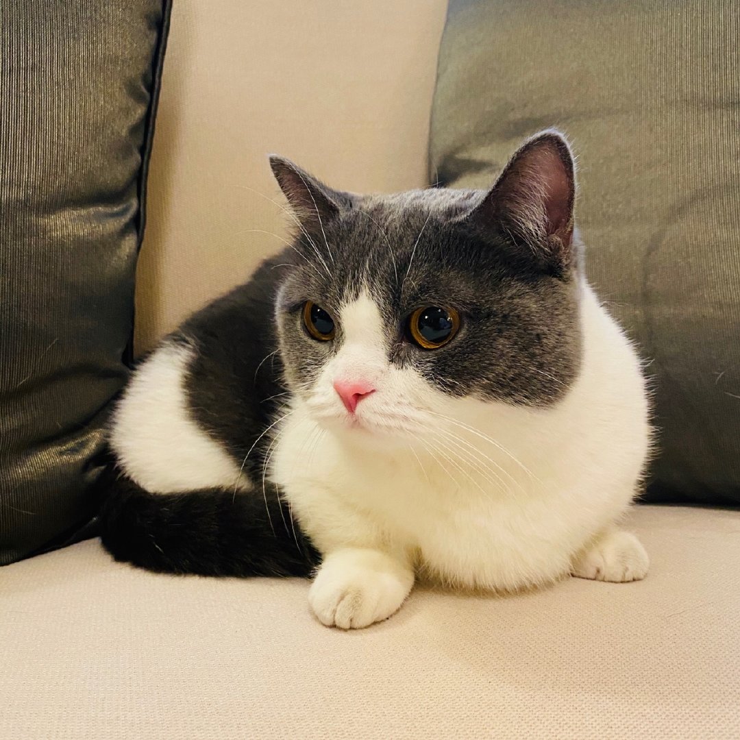 고양이 덕질까지 할 줄이야내가 본 고양이들 중에서 제일 예쁨그 이름 견과견과 짤털 