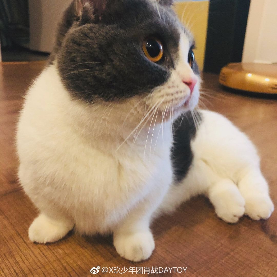 고양이 덕질까지 할 줄이야내가 본 고양이들 중에서 제일 예쁨그 이름 견과견과 짤털 