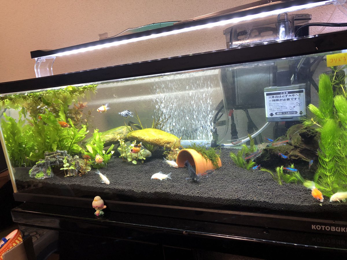 やぁ 僕はグレたん アクアリウムなんか触れてもこなかったけど 彼氏は好きでやってて始めようやって水槽もらったから知識なしで始めてみたがどうなんだろうか笑笑 楽しいけど趣味と呼べる程知識ないし 情報ありすぎてどっから仕入れていいかもわからず