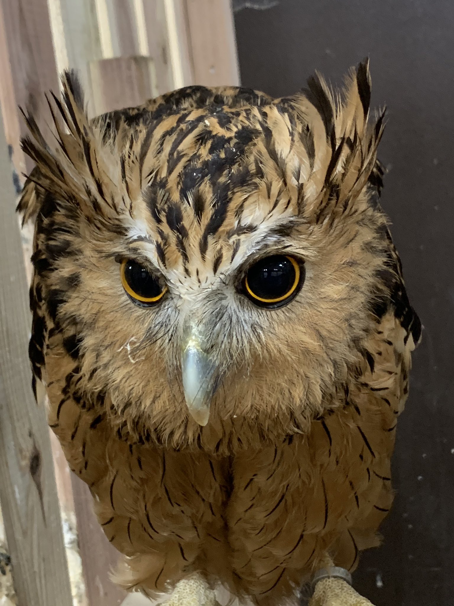 珍しいフクロウの筆 書 | challengesnews.com