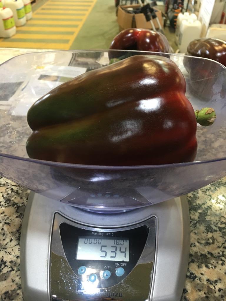 Pimiento Recio. Siembras desde el 20 de junio. Nada de peseta. Muchísima calidad color y peso. Semilla hay poca. Quien quiera probarlo que avise ya.