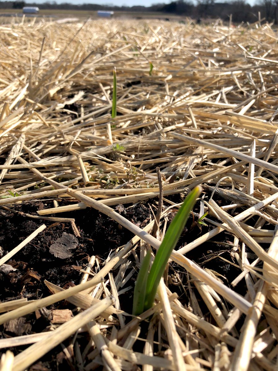 Blue Moon Acres tweet media