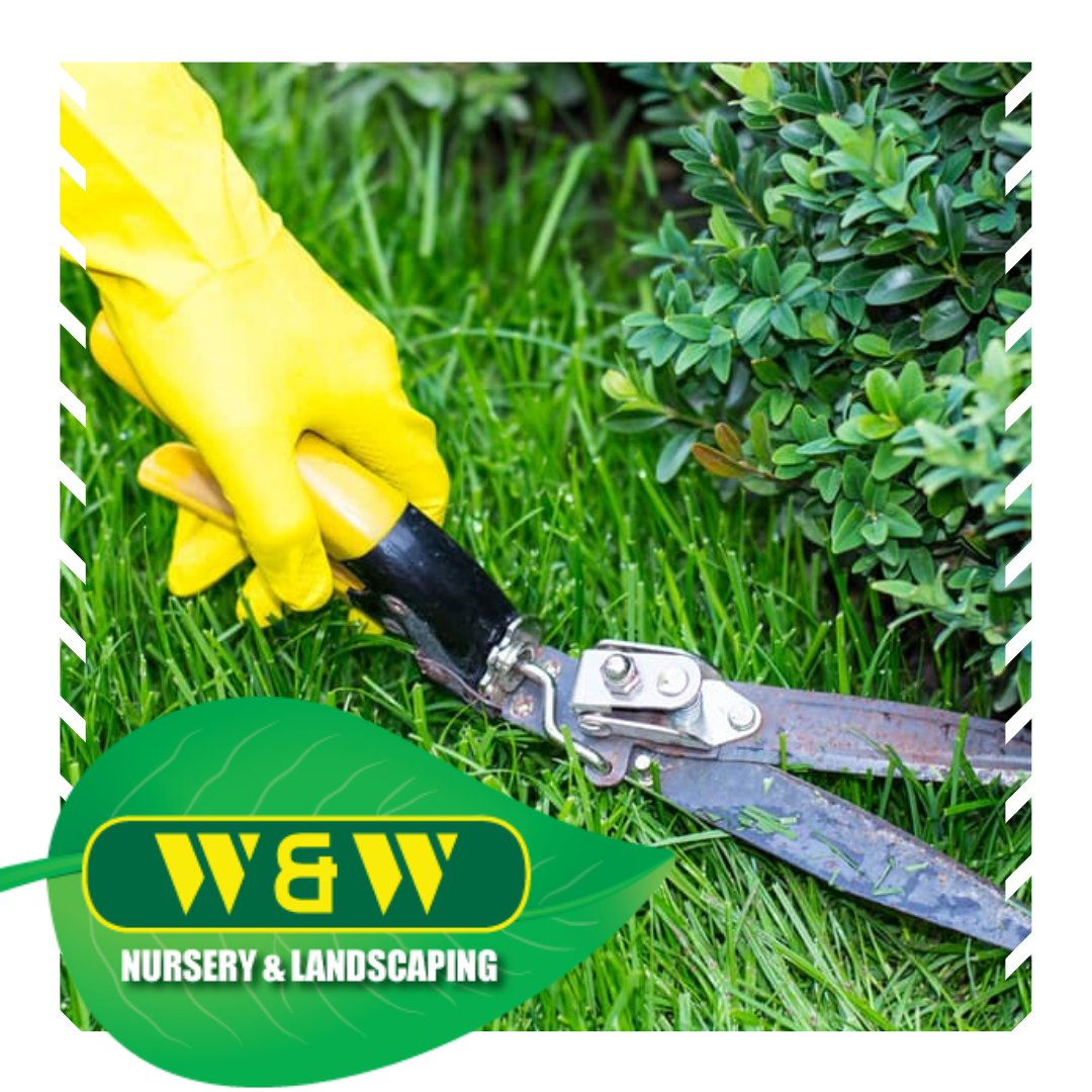 This is a good time to prune any remaining ornamental grasses, perennials or summer and fall blooming trees and shrubs such as roses and select hydrangea. This is also a good time to rake your beds and lawn for any winter debris.
#Berries #WWNursery #Garden #Spring