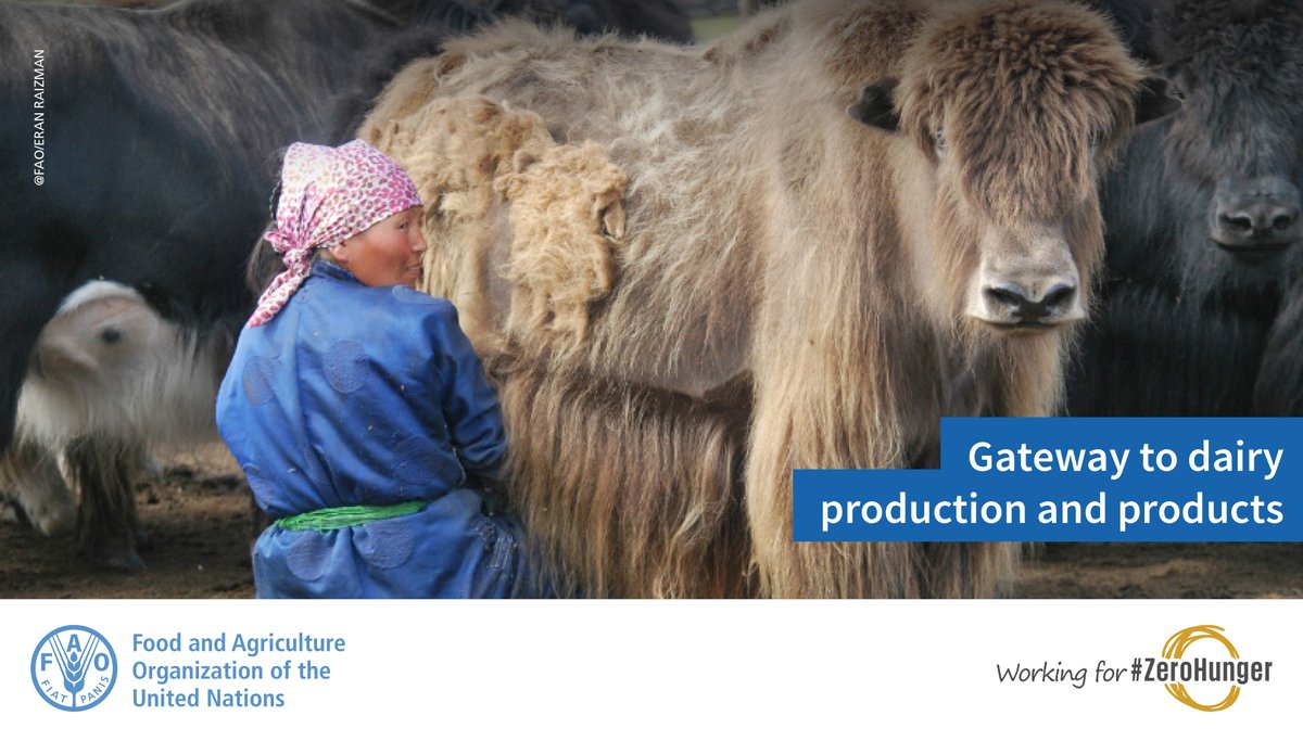 #Dairy development is a sustainable, equitable &amp; powerful tool for achieving economic growth, #foodsecurity &amp; poverty reduction! 

👀 Read more from <a href="/FAO/">Food and Agriculture Organization</a> Gateway to dairy production &amp; products! 

🥛🧀 tiny.cc/v282kz 

#Zerohunger