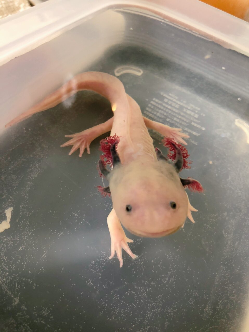 グラハム子 ウパが元気なくて よく見たら水カビ病になってました ウパにはよくある病気 白いフワフワしたやつが水カビ 水 換え Amp 塩浴して様子見ています 心配だけど近くにウパを診てくれる病院がないよ 泣 ウーパールーパー 水カビ