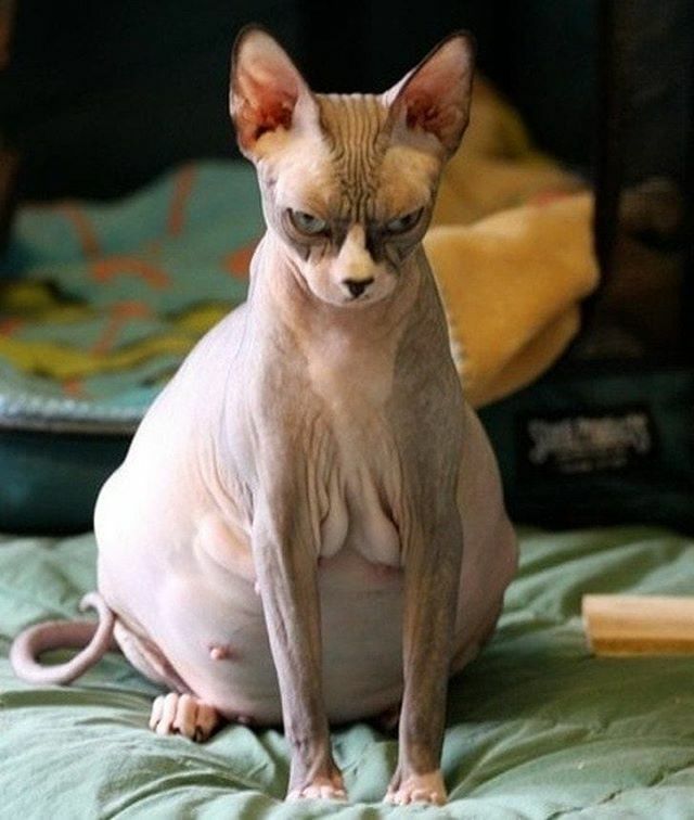 soaptopia_ae's tweet photo. #catsofinstagram #instacat #catogram #catgram #cat #katze #kedi #kediler #katzen #gato #gat #pusa #feline #chat #pişik #kater #gatinho #gatinha #gatinhos #neko #kater #catstagram #sphynxcat #sphynxkitten #sphynx #сфинкс #сфинксы #котэ #котик #котики https://t.co/hErKP6l8mf https://t.co/xBxIgyBv2O
