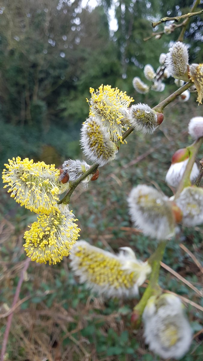 Does anyone know anything about the care of willow tree's,  as mine had a bad summer couple of years ago and have not recovered.