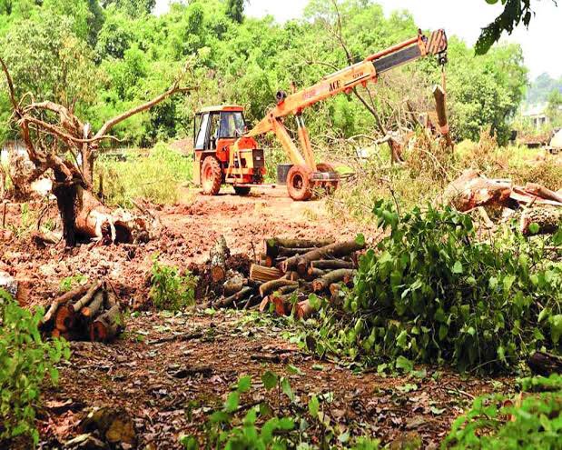 terence_fdes's tweet photo. @PoojaB1972 This Terrifying Bulldozer was also Ruthless on the night of Oct 5-6th 2019 as @Dev_Fadnavis @MumbaiMetro3 Launched a Deathly Drive To Destroy Over 2000 trees
29 Protesters Arrested
#Day982 #SaveAareyForest & @OfficeofUT @AUThackeray are Still in Stupor & No Solutions 🤷🏻♀️🤷🏽♂️😡 https://t.co/ACj9tojemj