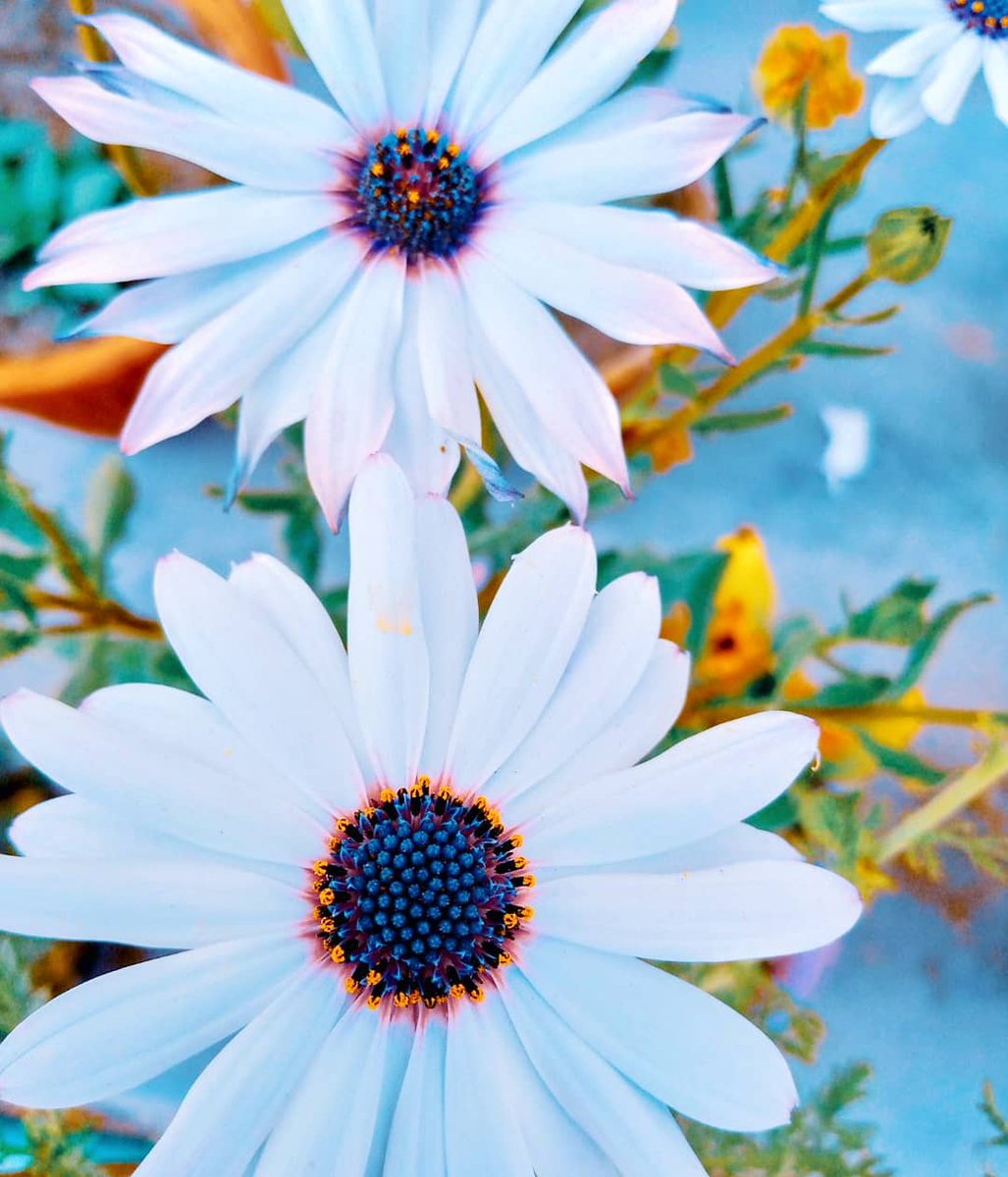 InfinixPakistan's tweet image. Picture Taken From #InfinixSmart3Plus

Buy Infinix Now: Daraz.pk/infinix

#ShotOnInfinix #InfinixPakistan