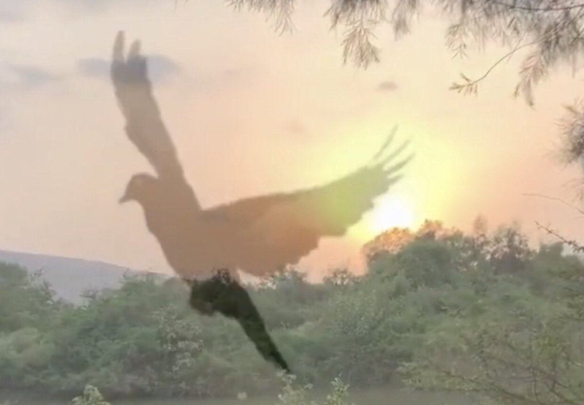 من الأشياء التي لا تقدر بثمن:
الاستماع إلى تغاريد 🕊🕊الطيور ساعة #الغروب .
#المساء
#الطيور 🕊🕊🕊