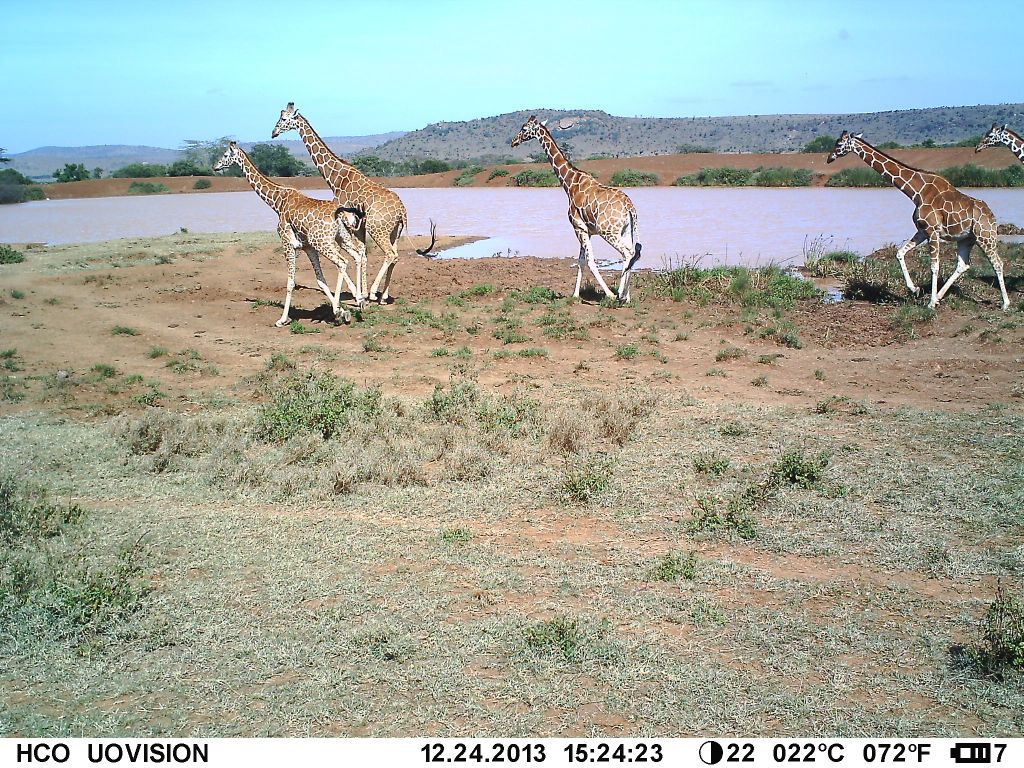 InstantWild's tweet photo. Happy #WorldGiraffeDay!
Here are some excellent #CameraTrap #giraffe pics that have appeared on #InstantWild. Want to see more? https://t.co/KgoGDXKRxj
#Kenya #Wildlife #Nature #CitizenScience #CitSci
๐ท @lewa_wildlife @Lolldaiga_Hills https://t.co/kVqzGYOVhZ