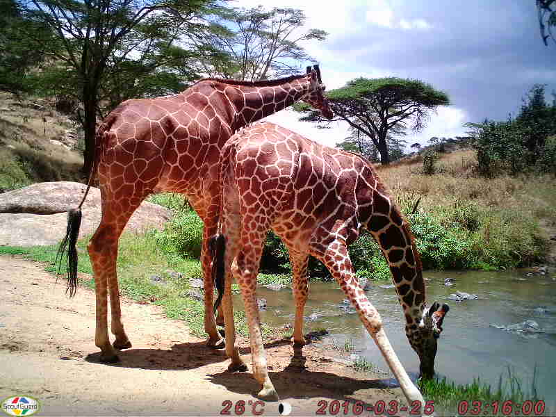 InstantWild's tweet photo. Happy #WorldGiraffeDay!
Here are some excellent #CameraTrap #giraffe pics that have appeared on #InstantWild. Want to see more? https://t.co/KgoGDXKRxj
#Kenya #Wildlife #Nature #CitizenScience #CitSci
๐ท @lewa_wildlife @Lolldaiga_Hills https://t.co/kVqzGYOVhZ