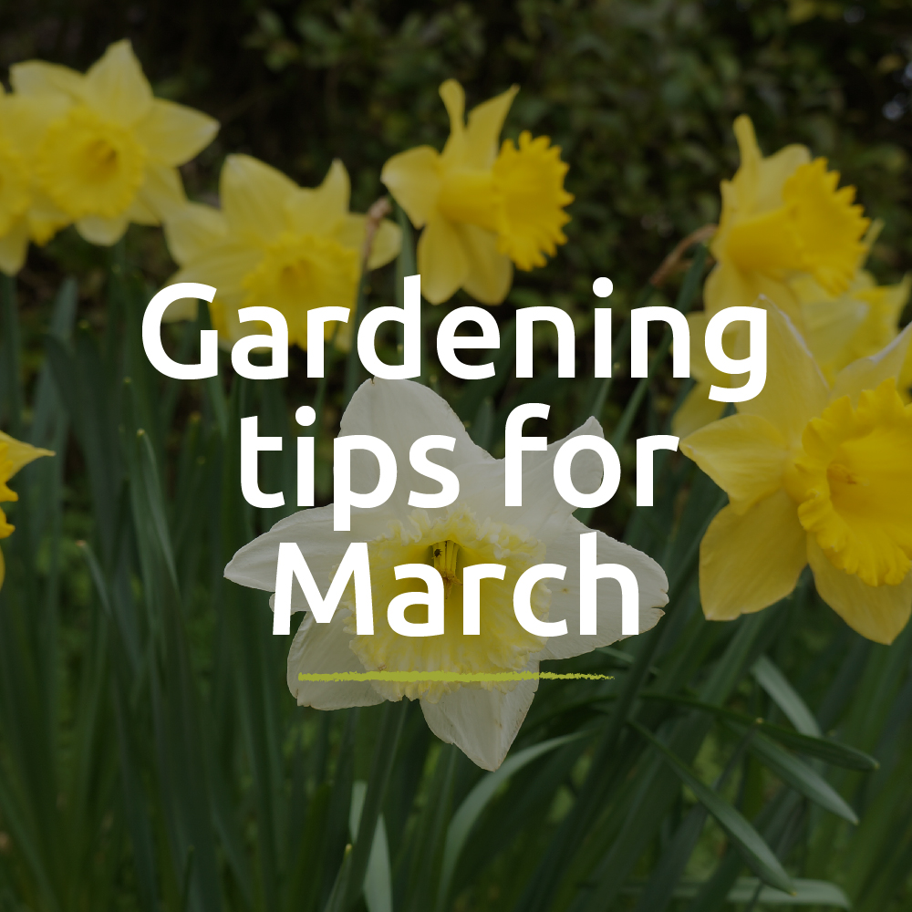 #Worcestershirehour With March well on the way, there's a few gardening tips you need to know, read them here rosiesgroundmaintenance.co.uk/march-spring/
#TuesdayMotivation #gardeningtips #plants #spring #GardensHour #garden