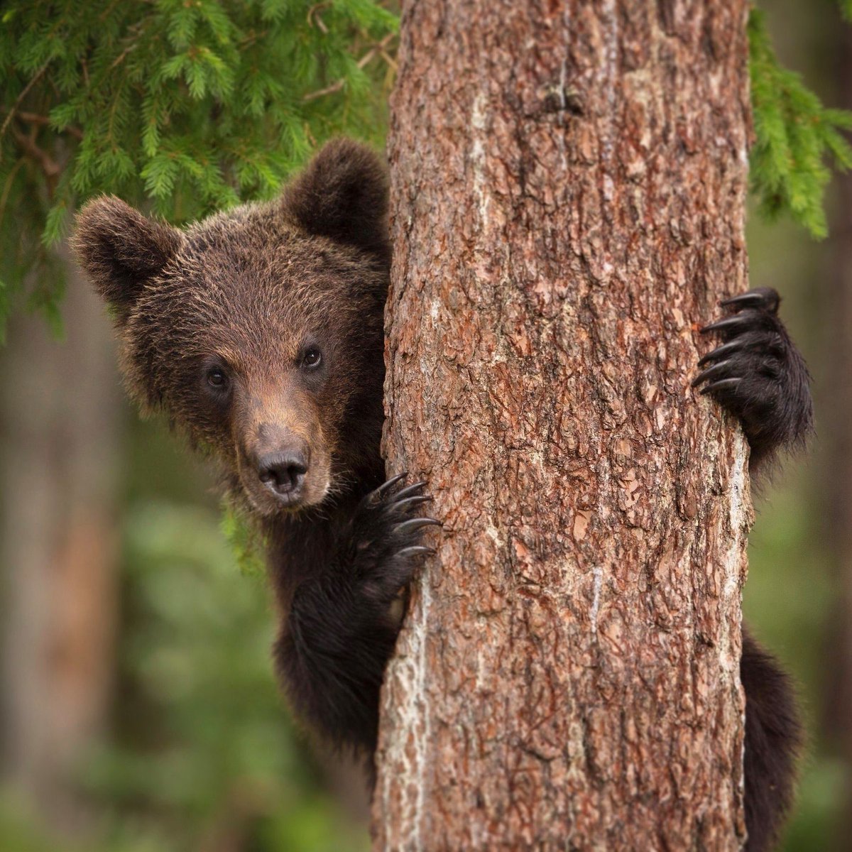 Midsummer In The Land Of Predators

We now have only ONE PLACE remaining on our midsummer photo tour this summer between the dates of June 25th - 30th.

For more info or to book please visit: bearphoto.co.uk/summer-tour
