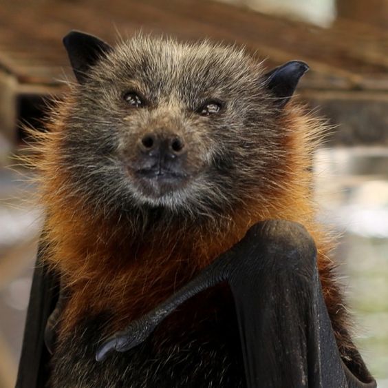 Good morning! 🦇❤️🦇