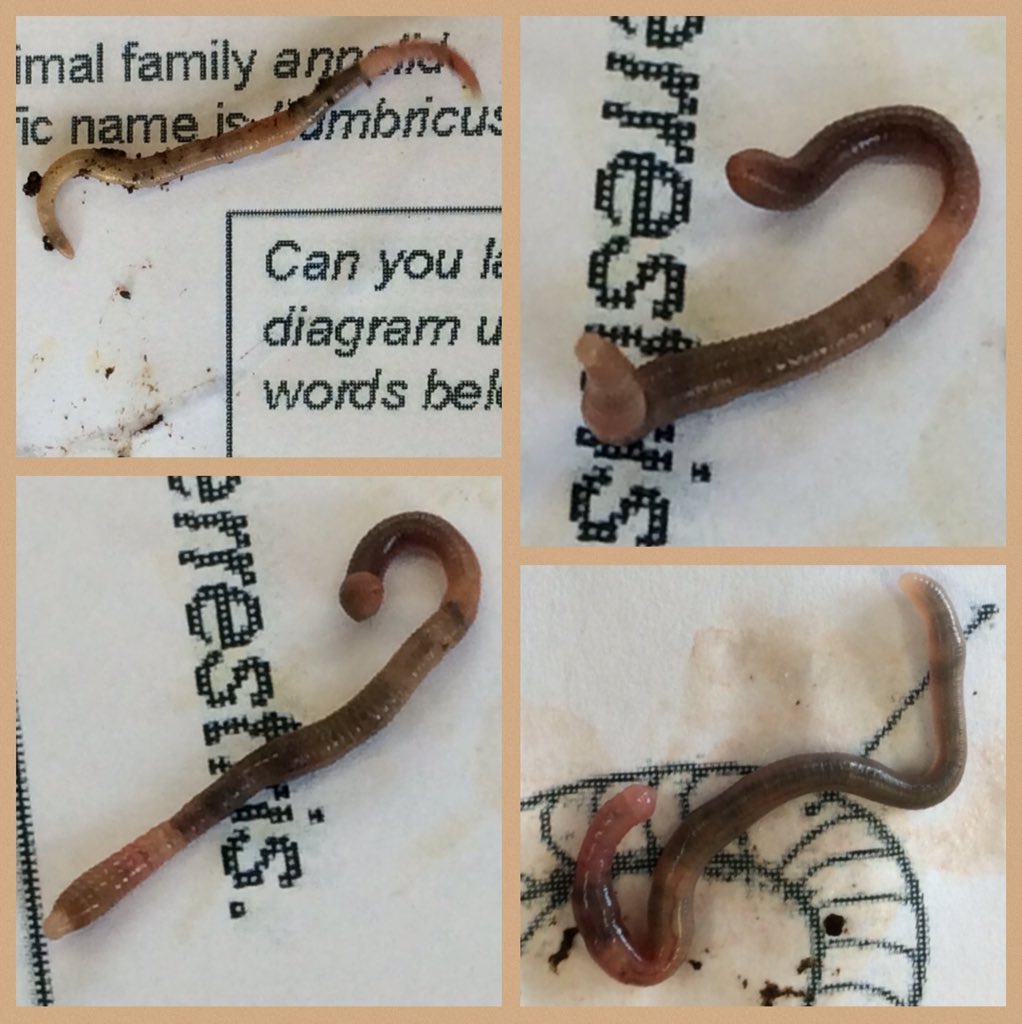 TickfordPark's tweet photo. An exciting worm workshop with Adam as part of our Science week. First we had to find the worms outside and then spent time studying them, learning about their mouths, saddles and hair. There was a lot of learning for all! πβ¨πΏ @hands_science #TP4science #TP4jet https://t.co/QAqzWYTX7r