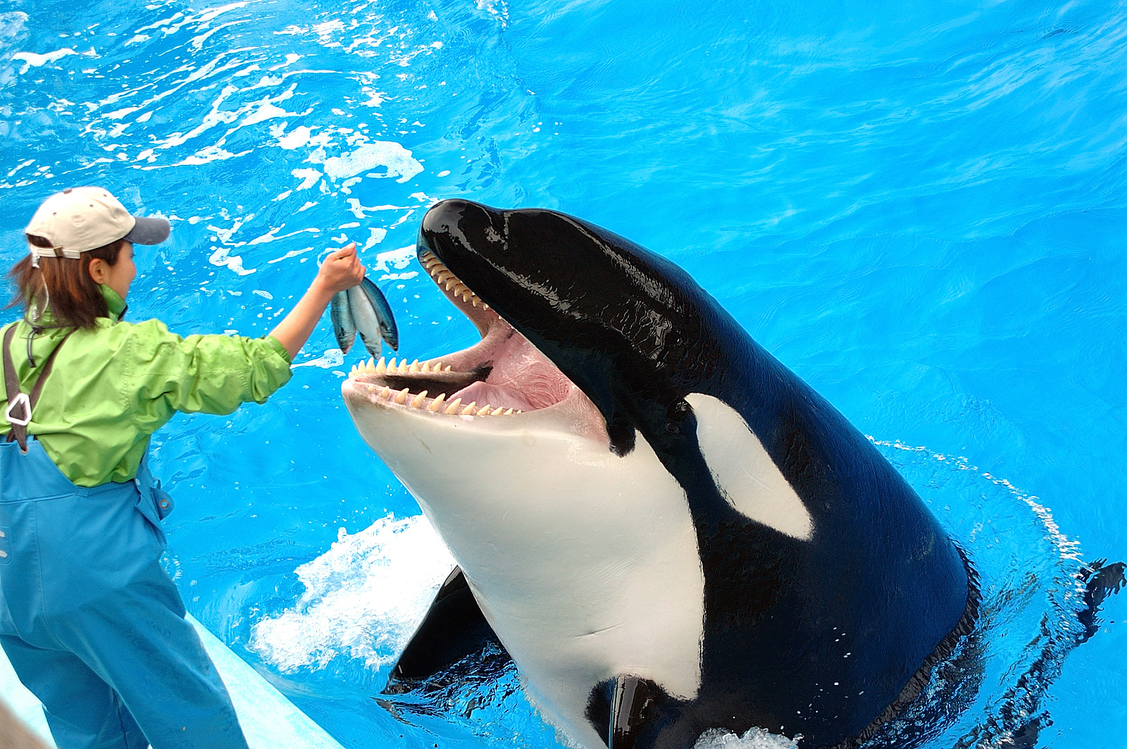 雪野 名古屋港水族館 イルカ シャチ 名古屋港水族館 29 決して魚が小さい訳では無いのですが 何しろこのサイズ でもって歯並びが良いんですよね クーは T Co K4wwlwkxe0 Twitter 雪野 名古屋港水族館 イルカ シャチ 名古屋港水族館 29 決して魚が小さい訳では無いのですが 何しろこのサイズ でもって歯並びが良いんですよね クーは T Co K4wwlwkxe0 Twitter