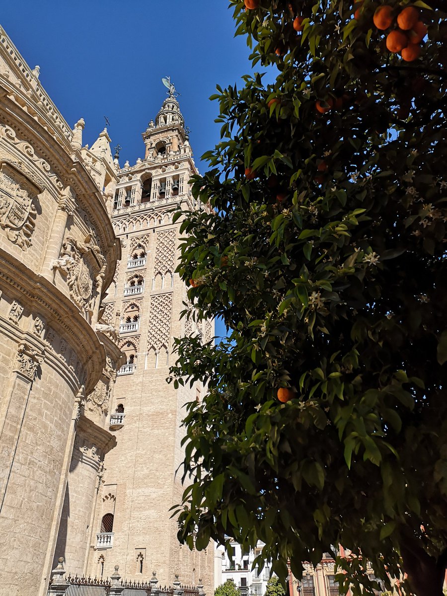 MbrMario's tweet photo. En #Sevilla sólo huele a azahar. Es momento de disfrutar la ciudad. @centroml @Ayto_Sevilla @Sevilla_Turismo #SevillaHoy https://t.co/dYQRQvIwbT