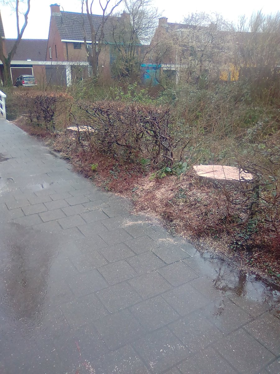 Ze halen altijd de verkeerde bomen weg in Rhoon noord. Wie nu nog in overleg gelooft.....