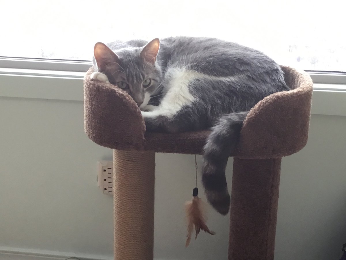 Oatuling's tweet image. ⁦@marshallsheldon⁩ ⁦@MrBearAndRocky⁩  Waldo