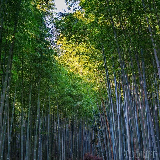 Walking through the Sagano Bamboo Forrest in Arashiyama.
....
....
....
....
#post803 #cordtripper #asia #japan #arashiyama #landscape #hiking #bamboo #forrest #sagano #nature #scenic #traveling #travelcontent #travelphotography #stamped #artofvisuals #exploringtheglobe #wan…