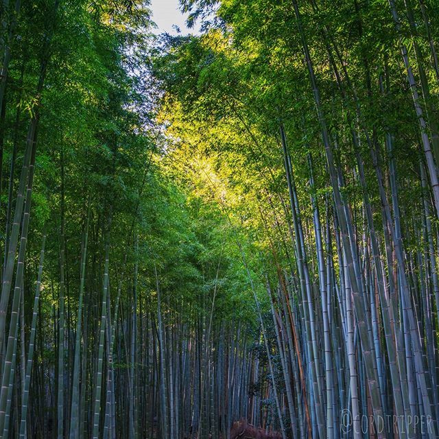 cordtripper's tweet photo. Walking through the Sagano Bamboo Forrest in Arashiyama.
....
....
....
....
#post803 #cordtripper #asia #japan #arashiyama #landscape #hiking #bamboo #forrest #sagano #nature #scenic #traveling #travelcontent #travelphotography #stamped #artofvisuals #exploringtheglobe #wan… https://t.co/PXA05bXQhY