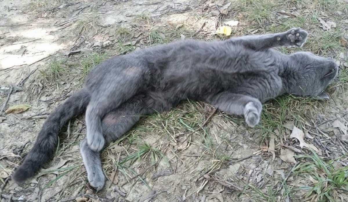 Da Bruizzerz (@blutospin) on Twitter photo I proklaim tuday #tickleTuesday ! I iz waiting pachuntly.😹👈 <a href="/ZombieSquadHQ/">ZombieSquadHQ💖💚🧡💚🩵©</a> <a href="/GregariousGus/">Roaddog Rosie and Dean Gus</a> <a href="/Mygreatredmare/">𝓜𝔂 𝓡𝓮𝓭 𝓢𝓶𝓸𝓰 🐎🇺🇲🇺🇦</a> <a href="/irisesther54/">Iris Esther López RIP Pixie 🌈</a> <a href="/3coolkatz/">KAL #RIP Pixie 🌈</a> @Aki_and_Kari <a href="/cat01cat01cat01/">Angel Kohori</a> <a href="/MillieOTLFP/">Millie🐾🌈#oneforallandallformillie 🐾🌈</a> <a href="/mhmelbourne/">Penny, Sam #RIPMrTibbs/Minnie🌈 😿💔🕯️</a> <a href="/TeddysFamiwy/">The Teddy #BeMoreToddy</a> <a href="/TeddyTedaloo/">Teddy Tedaloo</a> <a href="/Cleo_sMommy/">Greta & Gabby & Cleo 🌈 3-24-2021 - & Jane</a> <a href="/carolineCMCE/">Cleo 🐾</a> <a href="/timhoyt14/">Bingo at the Fair</a> <a href="/PicklesBottom/">PicklesBottom 👑 #BelieveInTzuKingdom #BeKind 👑</a> I proklaim tuday #tickleTuesday ! I iz waiting pachuntly.😹👈 <a href="/ZombieSquadHQ/">ZombieSquadHQ💖💚🧡💚🩵©</a> <a href="/GregariousGus/">Roaddog Rosie and Dean Gus</a> <a href="/Mygreatredmare/">𝓜𝔂 𝓡𝓮𝓭 𝓢𝓶𝓸𝓰 🐎🇺🇲🇺🇦</a> <a href="/irisesther54/">Iris Esther López RIP Pixie 🌈</a> <a href="/3coolkatz/">KAL #RIP Pixie 🌈</a> @Aki_and_Kari <a href="/cat01cat01cat01/">Angel Kohori</a> <a href="/MillieOTLFP/">Millie🐾🌈#oneforallandallformillie 🐾🌈</a> <a href="/mhmelbourne/">Penny, Sam #RIPMrTibbs/Minnie🌈 😿💔🕯️</a> <a href="/TeddysFamiwy/">The Teddy #BeMoreToddy</a> <a href="/TeddyTedaloo/">Teddy Tedaloo</a> <a href="/Cleo_sMommy/">Greta & Gabby & Cleo 🌈 3-24-2021 - & Jane</a> <a href="/carolineCMCE/">Cleo 🐾</a> <a href="/timhoyt14/">Bingo at the Fair</a> <a href="/PicklesBottom/">PicklesBottom 👑 #BelieveInTzuKingdom #BeKind 👑</a>