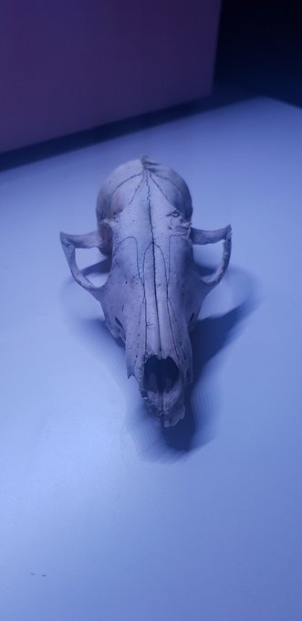 Found a fox skull in the woods. Hope it wasn't some satanic ritual grounds that i took it from. Oh god