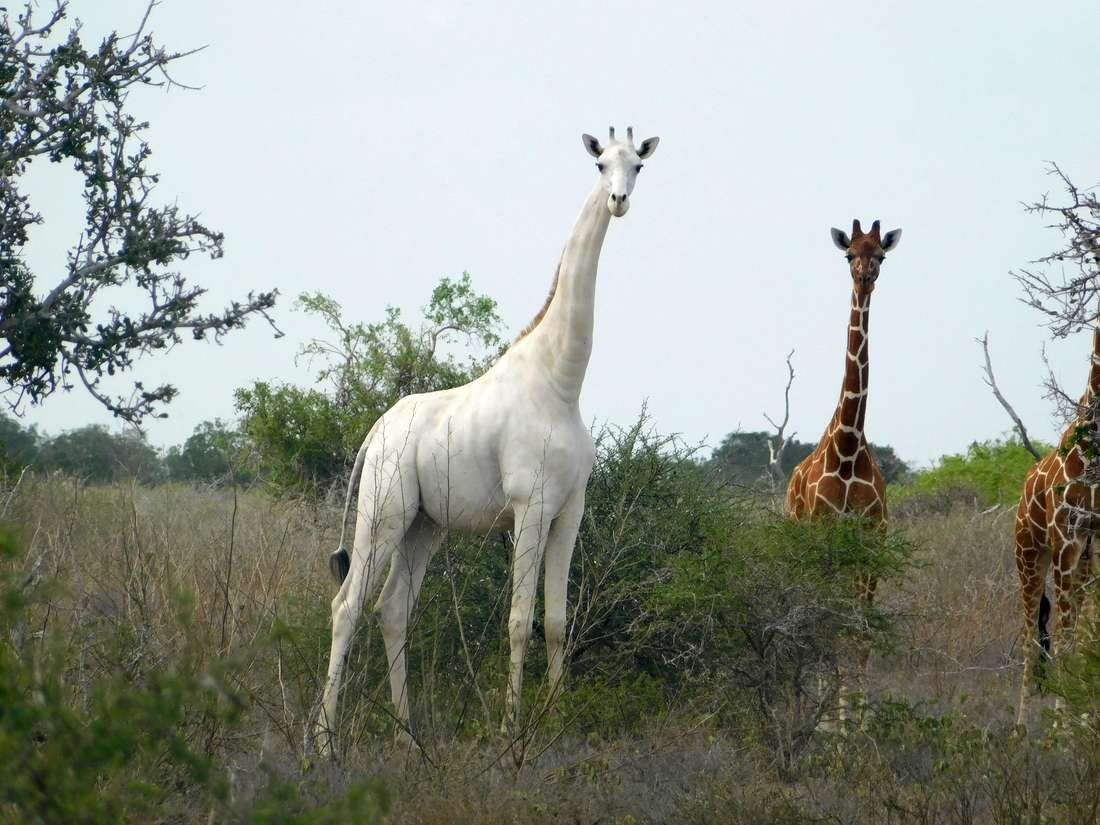 NationBreaking's tweet photo. POACHERS KILL the only female white giraffe in Kenya and her calf at Ishaqbini Hirola: Conservancy Manager Mohammed Ahmednoor. https://t.co/ZBaBc6oMVi