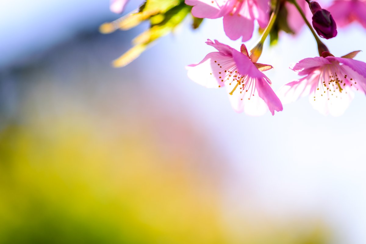 くるまえび A Twitter 日米友好の薄寒桜 透過光バージョンです 菜の花背景で Nikon D750 Photography 写真 Nature 秋穂 山口市 田舎 Countryside Macro March Macro マクロ 寒桜 Cherry 菜の花 Canola T Co H2bnhloidg