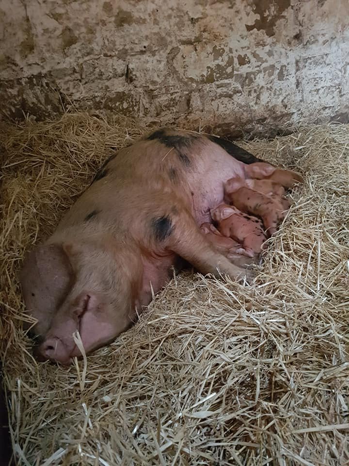 OxfordPig's tweet photo. Hannah is very pleased with her beautiful #OSBPig Sow Olive.  Beautiful #OSBPG Litter born today.  10 #OSBPiglets #healthypigs #happypigs  @GrowingPigs #GoNative https://t.co/be771qW8U3