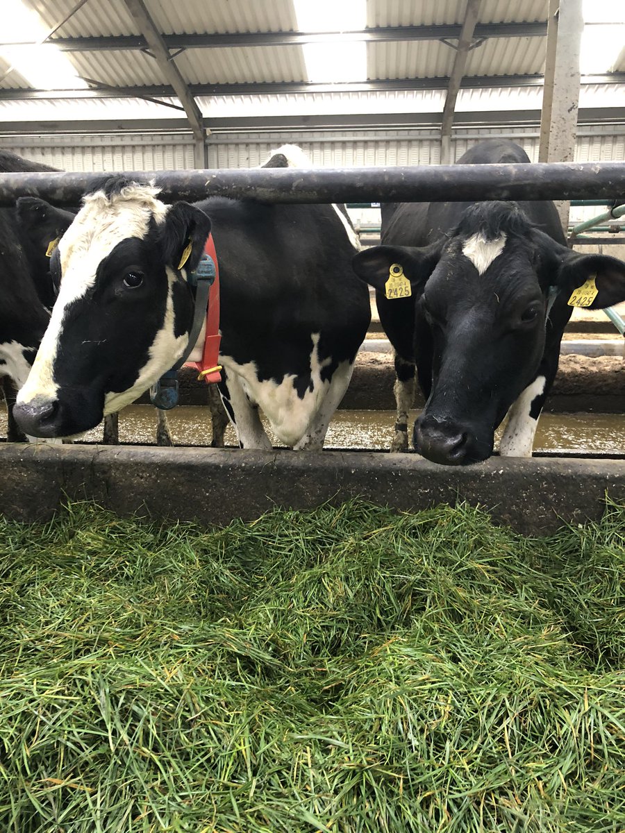 AgriAware's tweet photo. We may not have any students on farm today.. but here’s some behind the scenes content coming soon for all of our #FarmWalk2020 students! with thanks to @ucdagfood @tractiontweets @farmersjournal 🌱🚜🐮🌾🐷 @ucdlyonsfarm https://t.co/uF8IUtuRJ2