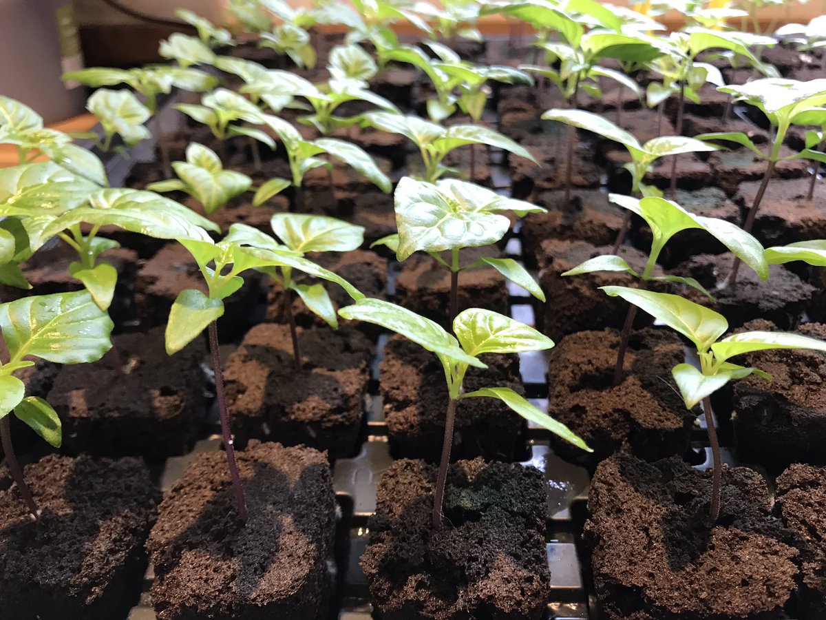 GriffinGlasshse's tweet photo. RT @DevonChilliMan: @growthtechnology #Formulex #Greenfuse & #Nitrozyme doing its thing on the 🌶 #Chillies in the #rootriot cubes 👌 before we know it they will be in the @autopot_global XL’s in the #devonchilliman glasshouses of pain 🔥🔥🔥🔥🔥🔥🔥🔥
https://t.co/nARCfOGbBb