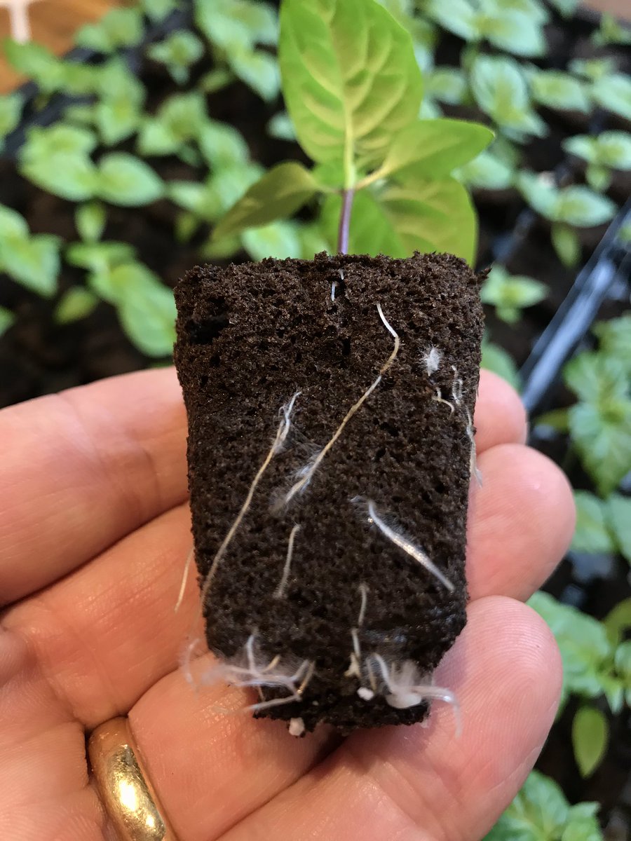 GriffinGlasshse's tweet photo. RT @DevonChilliMan: @growthtechnology #Formulex #Greenfuse & #Nitrozyme doing its thing on the 🌶 #Chillies in the #rootriot cubes 👌 before we know it they will be in the @autopot_global XL’s in the #devonchilliman glasshouses of pain 🔥🔥🔥🔥🔥🔥🔥🔥
https://t.co/nARCfOGbBb