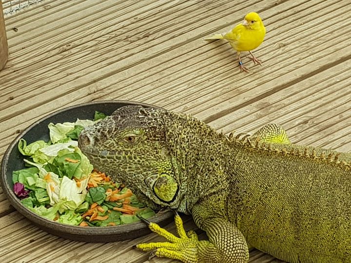 ¡Si tienes una hora en el almuerzo, ven a disfrutarlo conmigo!
#Mariposariodebenalmadena
#BenalmadenaButterflyPark
Are you free for lunch? Come and join me!
#BenalmadenaPueblo
#Mariposas
#Butterflies