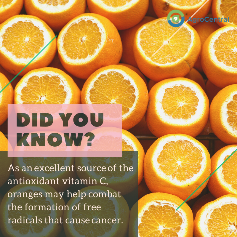 As an excellent source of antioxidant vitamin C, oranges may help combat the formation of free radicals that cause cancer.