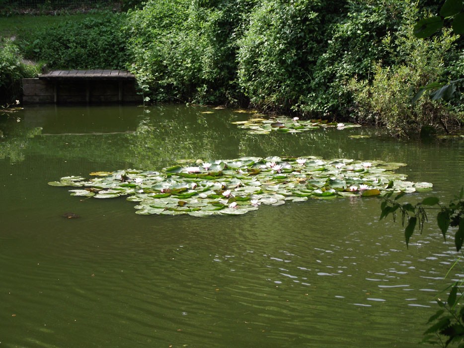 Golden Pond Fishery newc4u.com/index.php/2020…