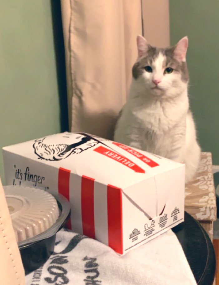 CoryKeshen's tweet photo. Anyone else have a cat obsessed with fried chicken? #kfc #tater #fatcat #CatsOfTwitter https://t.co/n9viEsHWfU